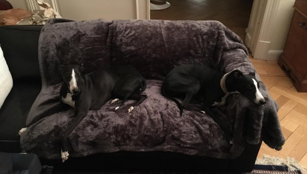 Bibi unser 3-beiniges Whippet Männlein